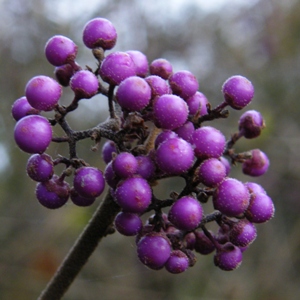 Callicarpa bodinieri var. giraldii 'Profusion' - November Plants of the Month