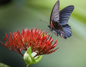 Butterfly House at Birmingham Botanical Gardens