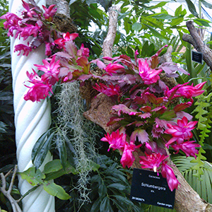 Christmas Cacti Schlumbergera sp. | Plants of the Months - December