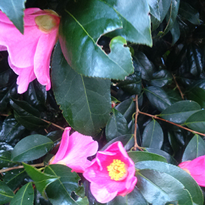 Camellia cultivar