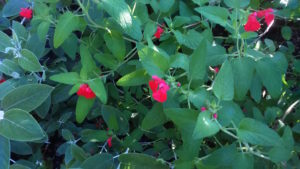 Salvia microphylla 'Rodbaston Red'