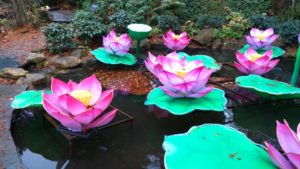 Lotus ‘Extravaganza’ | Plants of the Month December