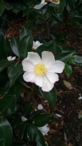 Camellia sasanqua 'Narunigata'