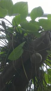 Dioscorea bulbifera (air potato)