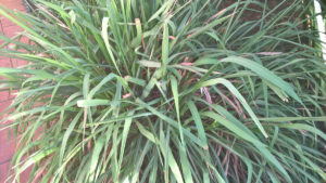 Cymbopogon Citratus (Lemongrass / Citronella grass)