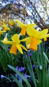 Daffodils 2020 - Narcissus ‘Jet Fire’