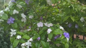 Brunfelsia Pauciflora - Yesterday, today and tomorrow