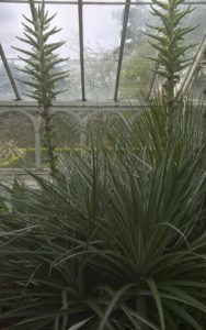 Puya chilensis | Birmingham Botanical Gardens