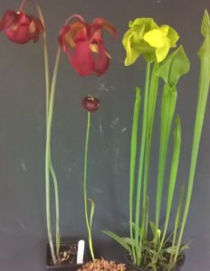 Sarracenia sp. - Pitcher Plant