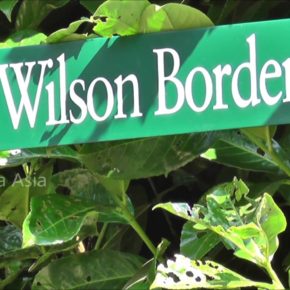 Guided Tour: Ernest H. Wilson's Plants