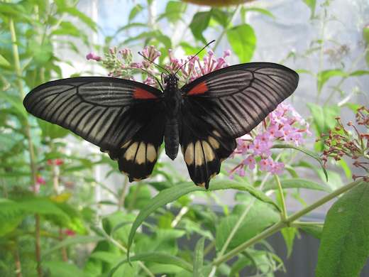 Butterfly Farm at Birmingham Botanical Gardens
