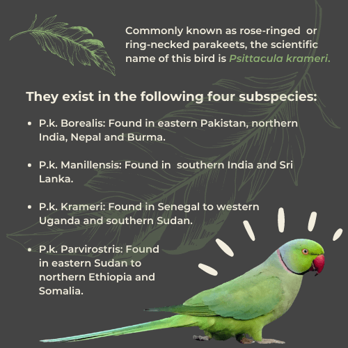 parakeets in birmingham