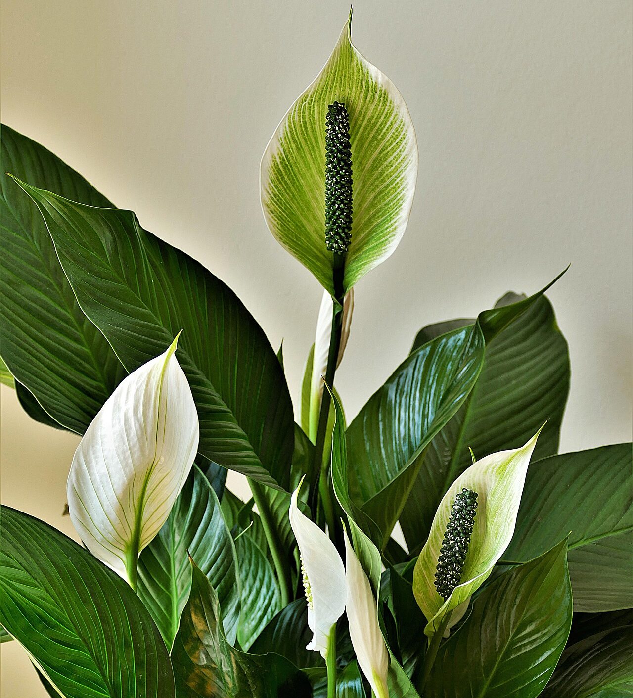 Peace lily, Spathiphyllum