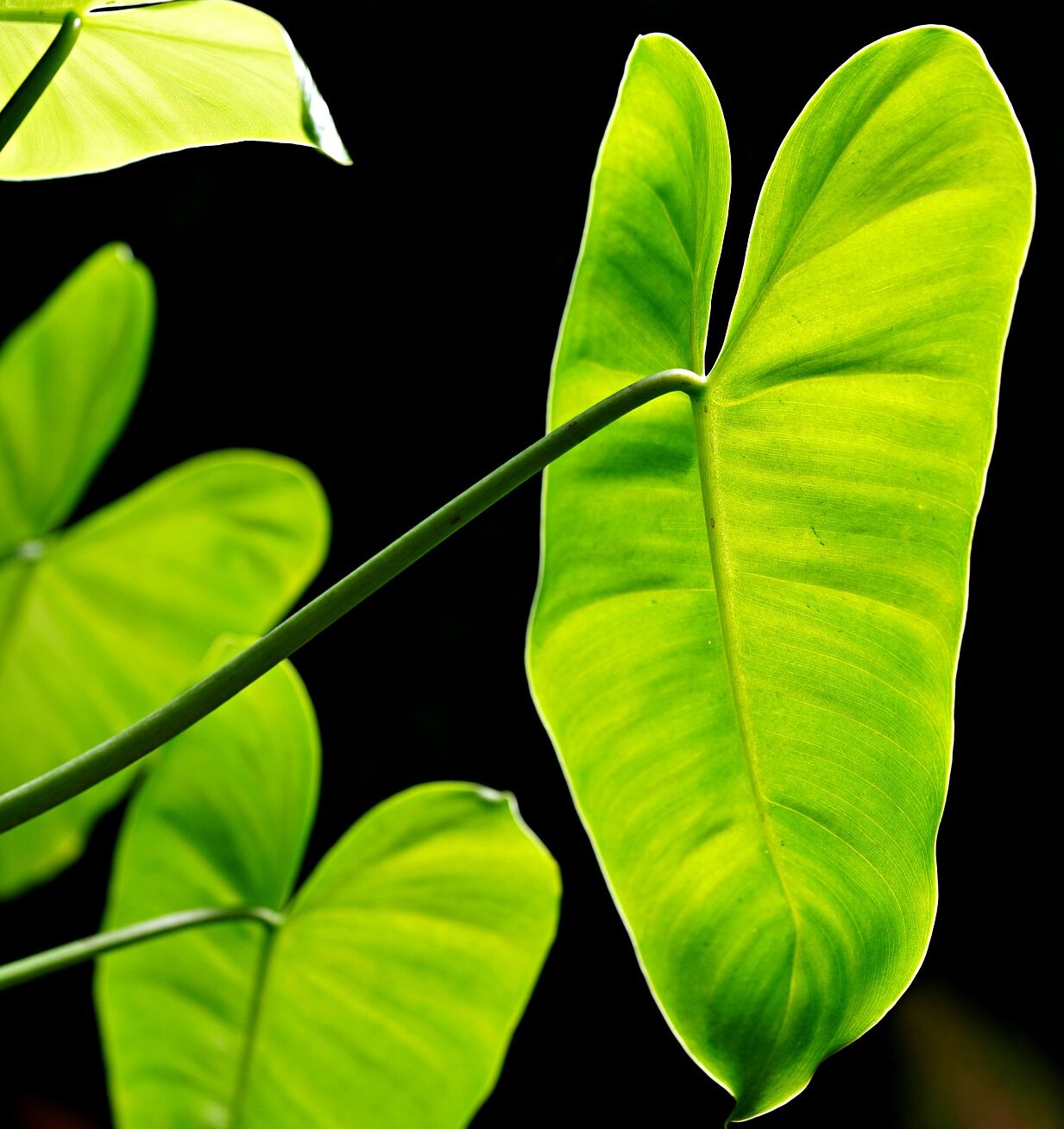 Heart-leaf philodendron, Philodendron  hederaceum