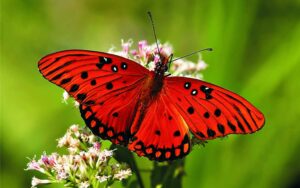 Red butterfly, close up