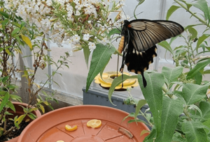 Best Butterfly House In Birmingham Botanical Gardens