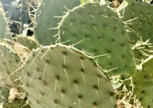 6 intriguing facts about cacti