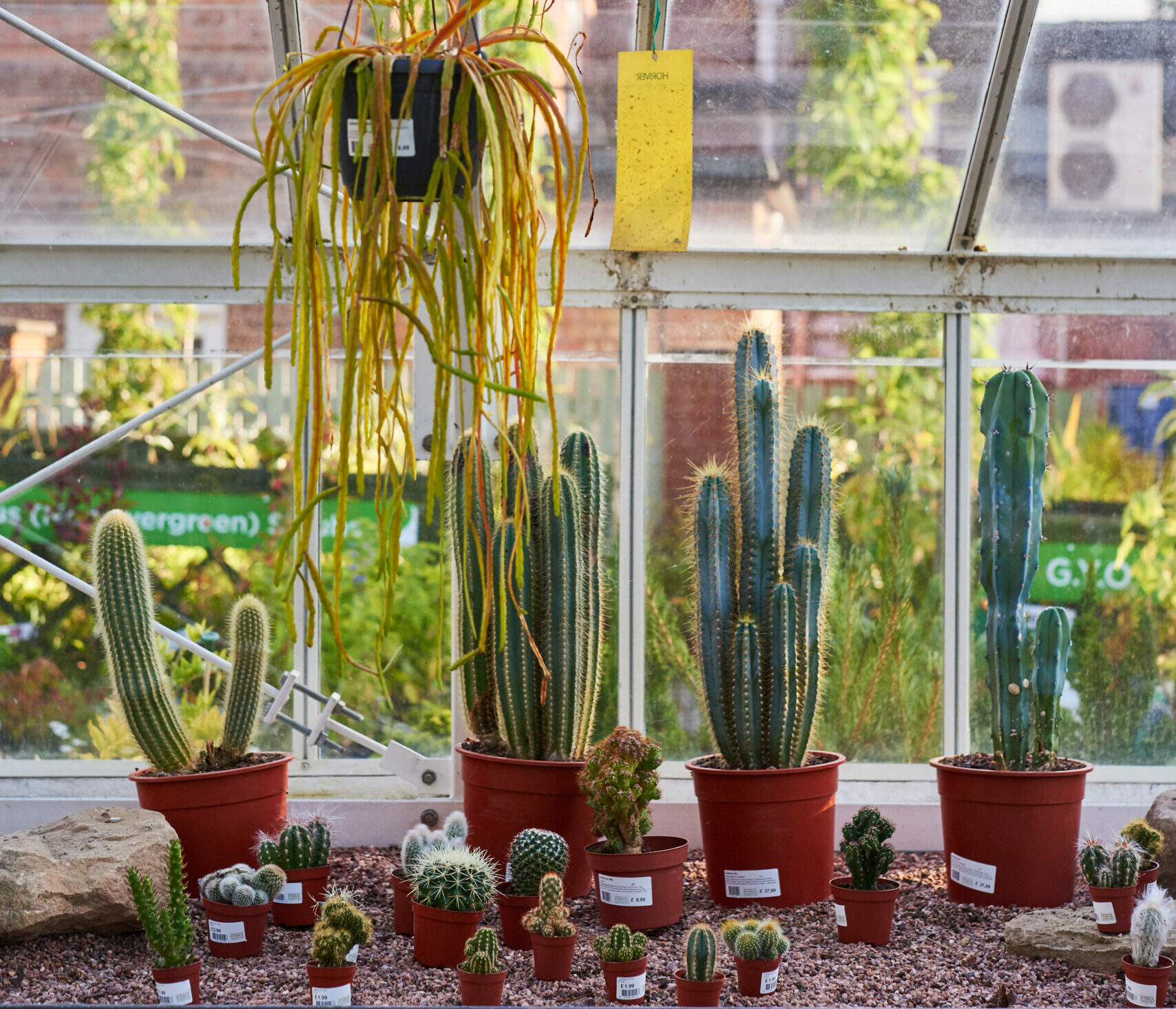 Multiple cacti in the Arid House