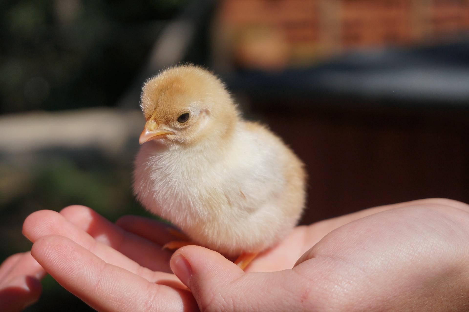 Baby chick in person's hand