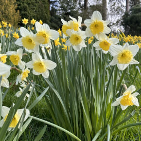 Daffodil Society Annual Show 2024