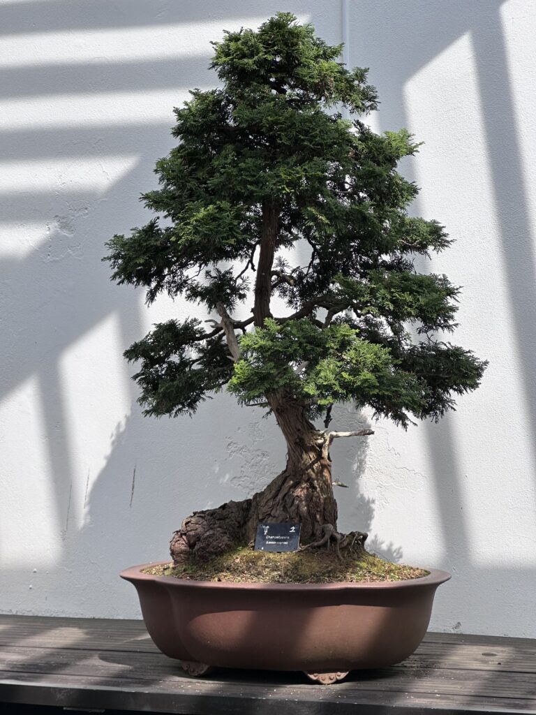 The National Bonsai Collection Open Days 2024