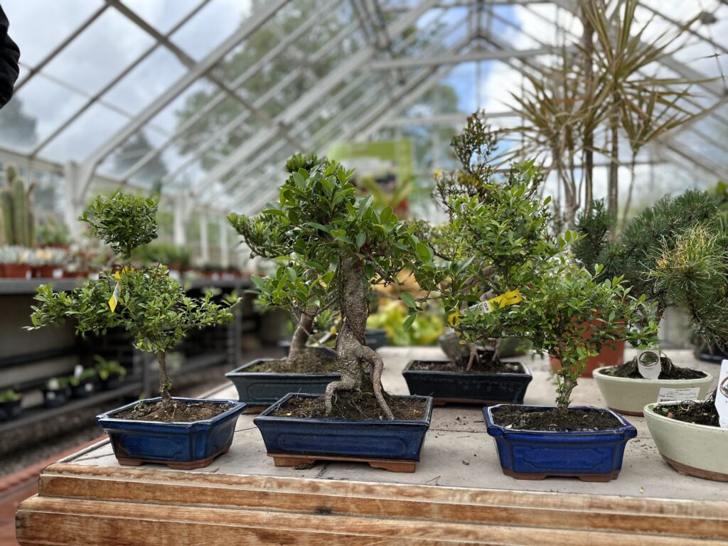The National Bonsai Collection Open Days 2024