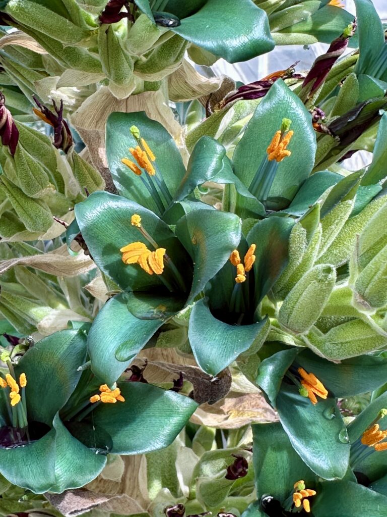 Rare Andean Plant 'Sappire Tower' Blooms at BBG